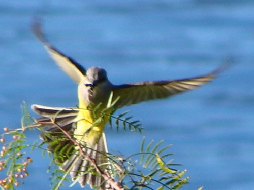 Warbler Landing